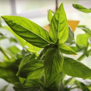 How to Keep Cut Basil Fresh