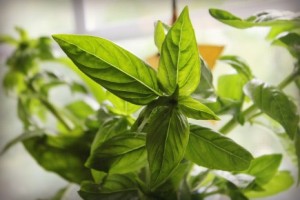 How to Keep Cut Basil Fresh