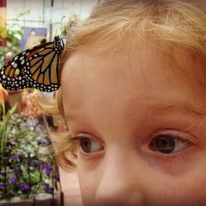 Krohn Conservatory Butterfly Show 2014 {Giveaway}