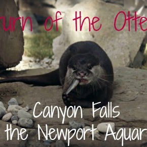 Otters Return to the Newport Aquarium