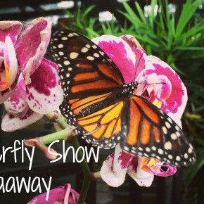 Krohn Conservatory Butterfly Show 2015 {GIVEAWAY}