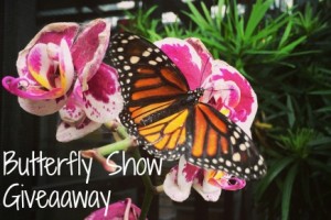Butterfly Show Giveaway