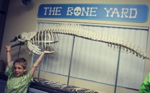 Clearwater Aquarium Bone Yard