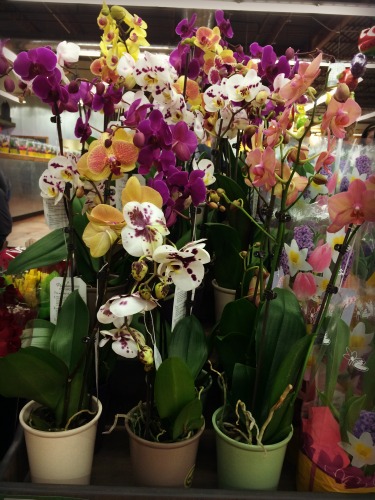 Gorgeous orchids.