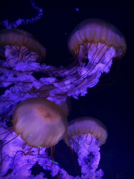 Newport Aquarium Jelly Fish 1