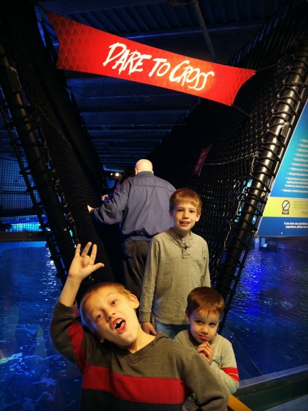 Newport Aquarium Shark Bridge