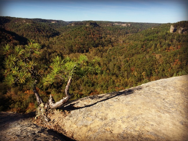 Red River Gorge Hanson's Point Tree