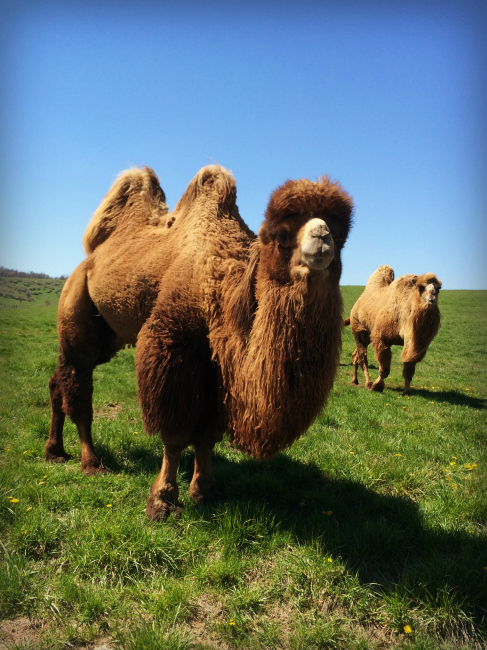 The Wilds Bactrian Camel