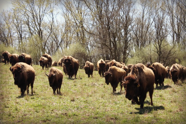 The Wilds Bison