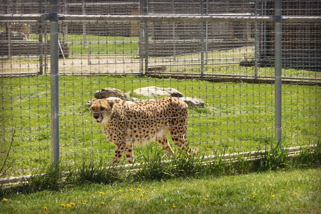 The Wilds Cheetah