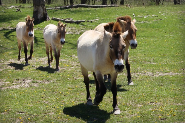 The Wilds Przewalski's Wild Horses