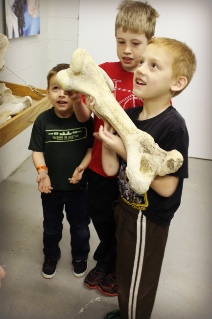 The Wilds Rhino Femur