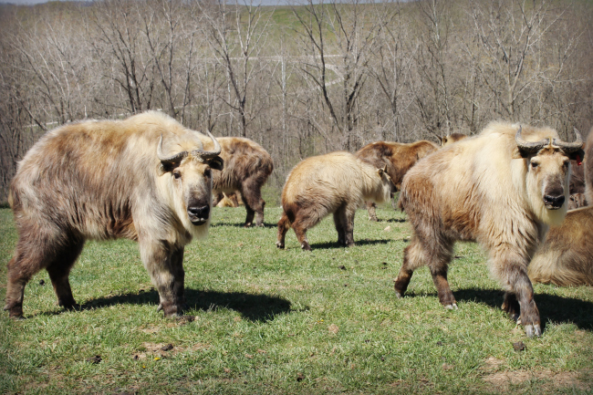 The Wilds Sichuan Takin from China