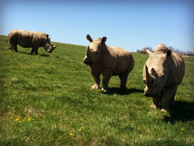 The Wilds Southern White Rhinoceros