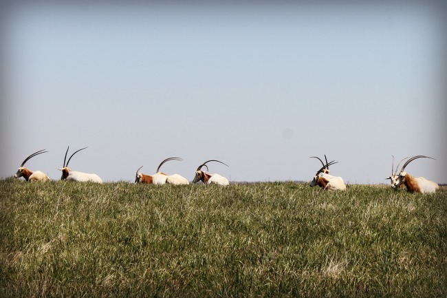 The Wilds scimitar horned oryx