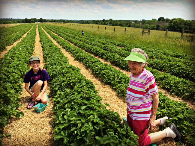 Strawberry Picking 2016 1