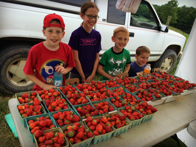 Strawberry Picking 2016 2