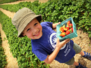 Strawberry Picking 2016