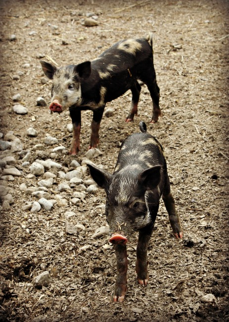 Conner Prairie Pigs