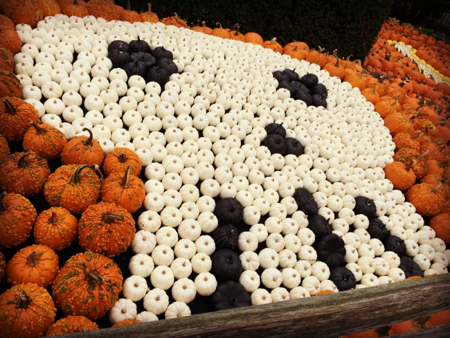 cedar-point-pumpkin-gourd-skull