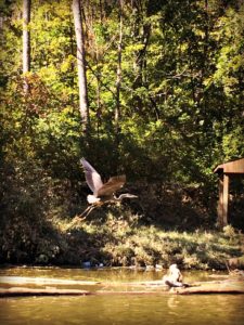 Doe Run Lake Heron