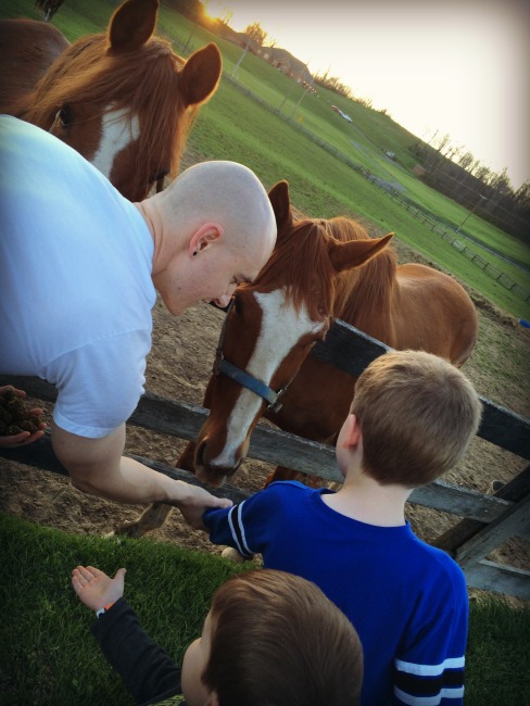 Horses Zanesville