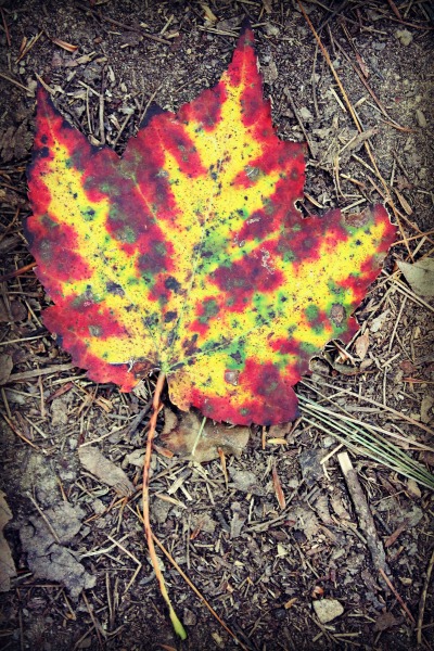 red-river-gorge-leaf